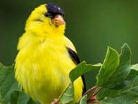 Jenis-jenis burung kenari - Burung di daun
