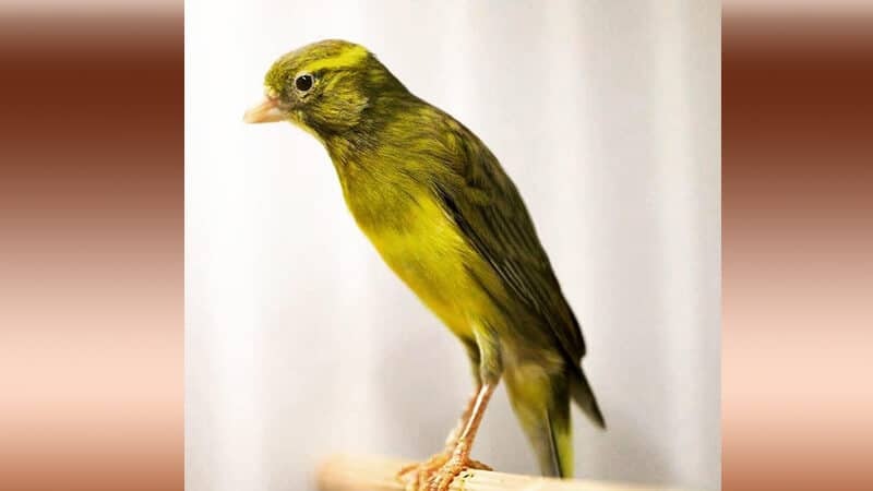 Jenis-jenis burung kenari - Tipe japan hoso