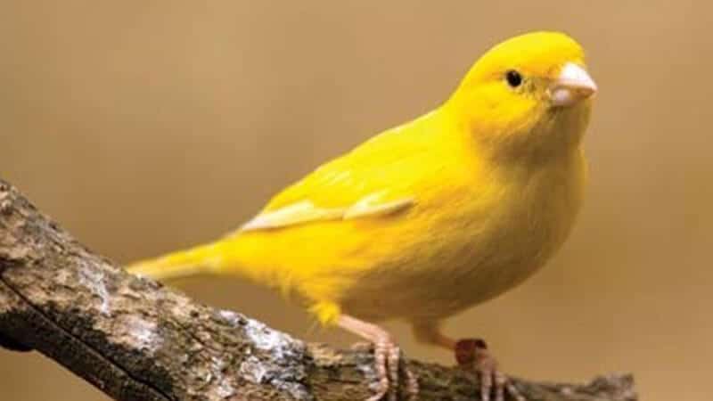 Jenis-jenis burung kenari - Tipe lipokrom kuning