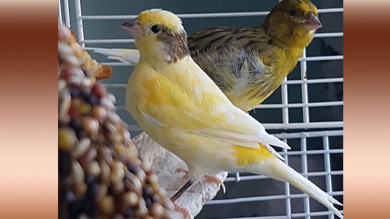 Jenis-jenis burung kenari - Tipe spanish timbrado