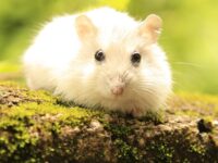 Cara Merawat Hamster dengan Baik - Close Up Hamster Putih