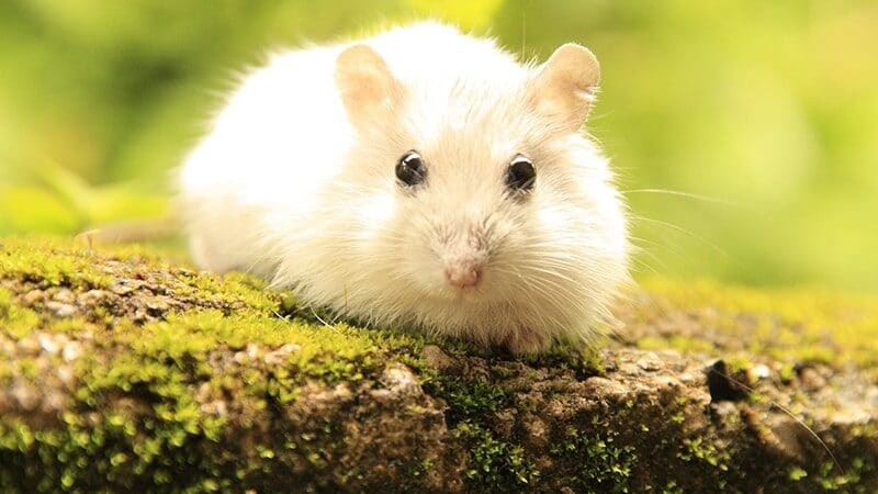 Cara Merawat Hamster dengan Baik - Close Up Hamster Putih