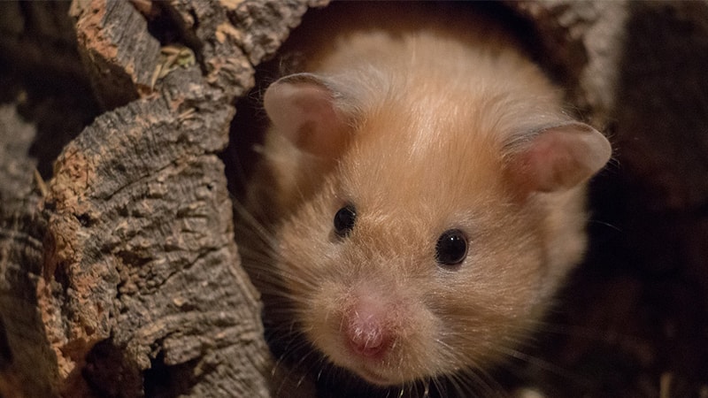 Cara Merawat Hamster dengan Baik - Close Up Hamster Emas