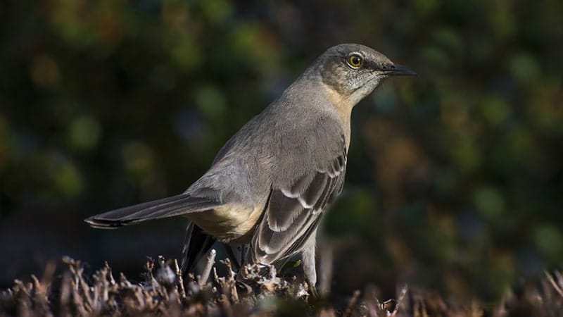 Jenis-jenis burung kicau - Northern mockingbrid