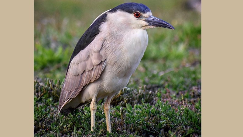 Jenis-jenis burung kicau - Balck-crowned night heron
