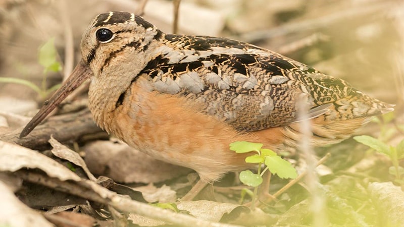 Jenis-jenis burung kicau - American woodcock