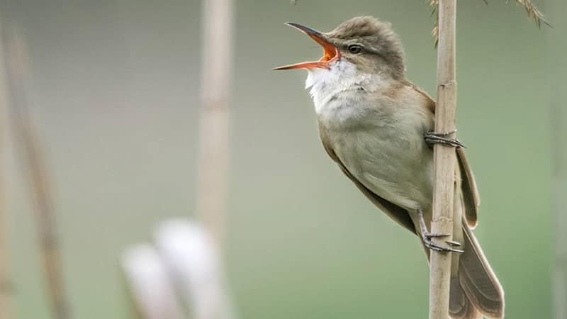 Jenis-jenis burung kicau - Great reed warbler