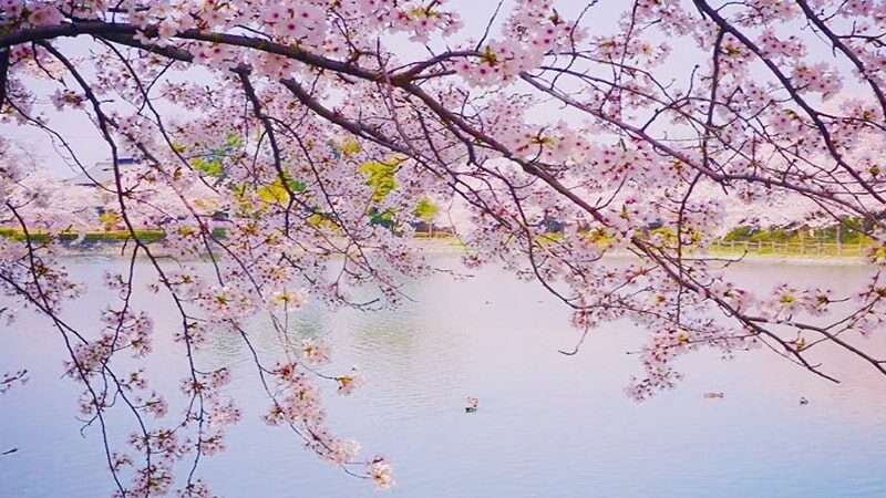 Bunga sakura - Pemandangan indah sakura
