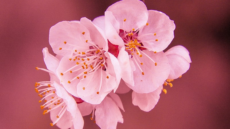 Bunga sakura - Kelopak bunga