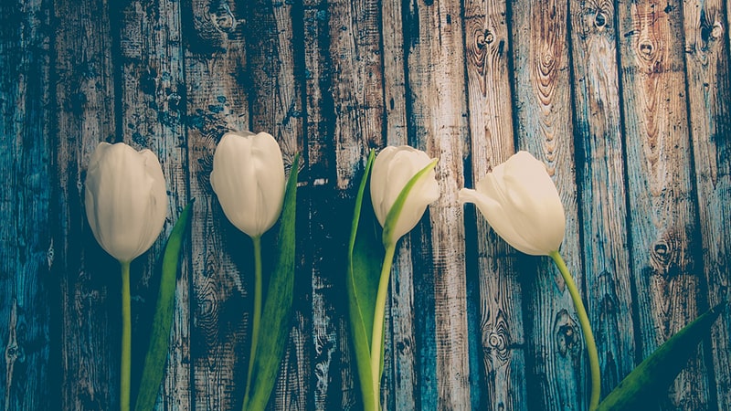 Bunga Tulip - Tulip Putih