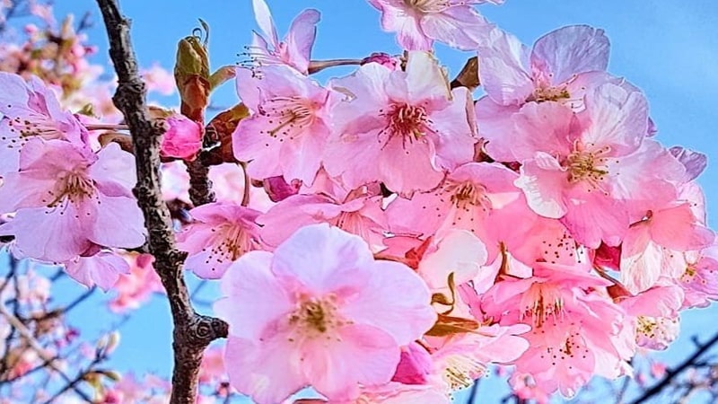 Bunga sakura - Kawazusakura