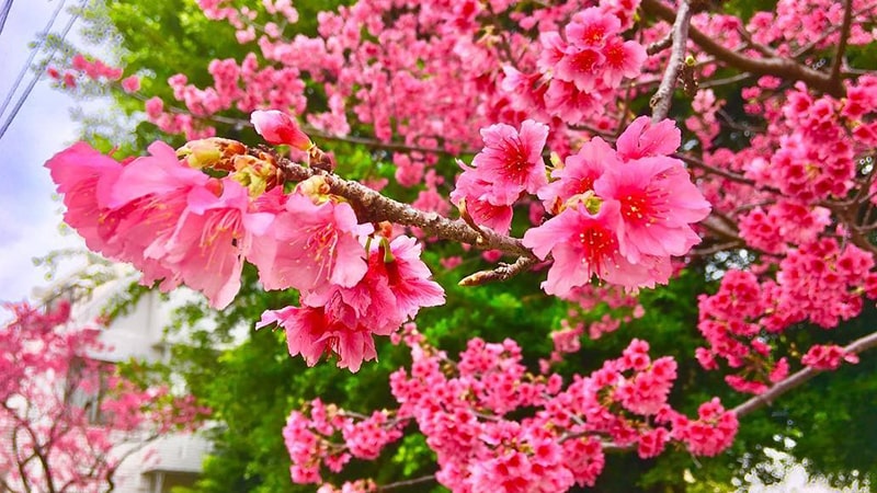 Bunga sakura - Kanhizakura