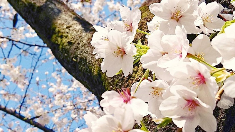 Bunga sakura - somei yoshino