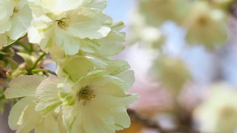 Bunga sakura - Ukon