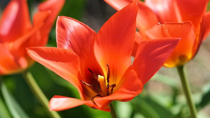 Bunga Tulip - Early Harvest