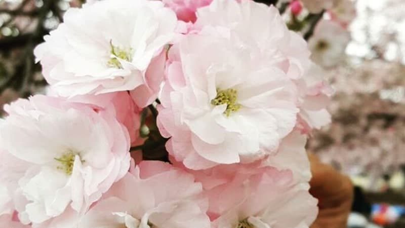 Bunga sakura - Ichiyo