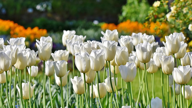 Bunga Tulip - Purissima
