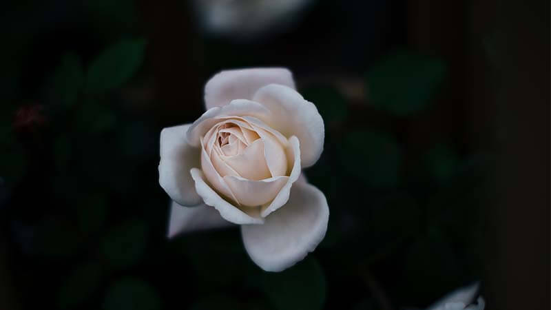 Bunga Mawar - White Roses