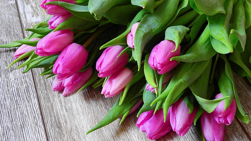 Bunga Tulip - Negrita