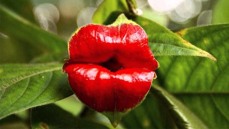 Macam-Macam Bunga - Hot Lips