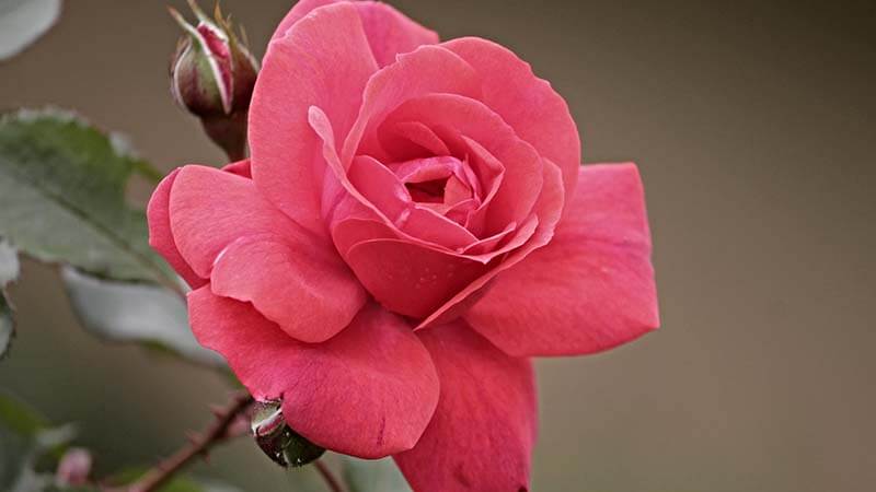 Bunga Mawar - Pink Roses