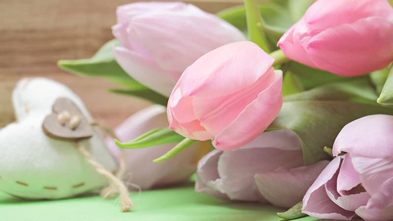 Bunga Tulip - Pink Impression