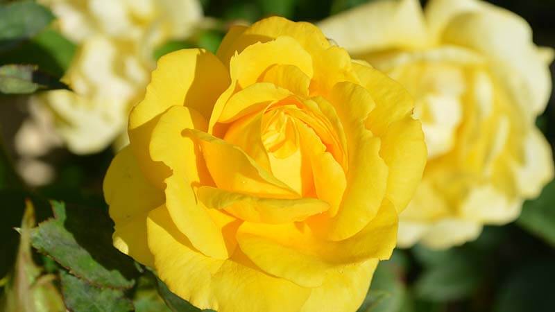 Bunga Mawar - Yellow Roses