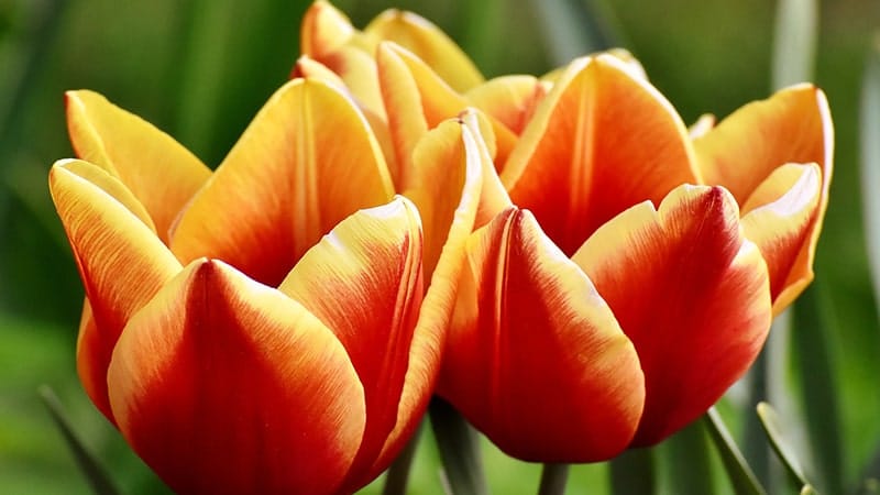 Bunga Tulip - Calypso