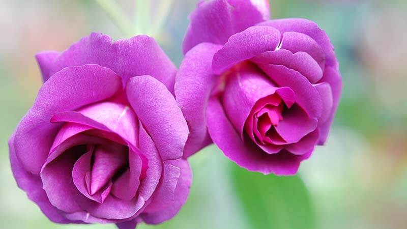 Bunga Mawar - Lavender Roses