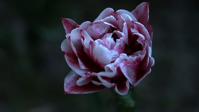 Bunga Tulip - Angelique