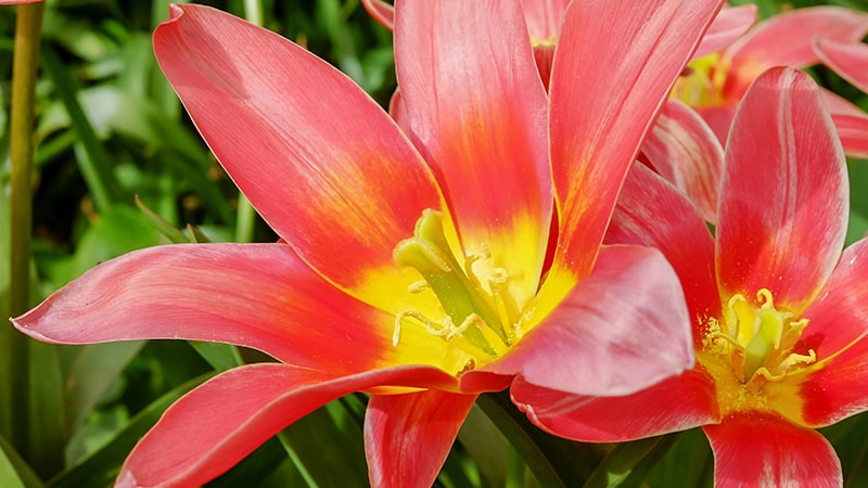 Bunga Tulip - Ballerina