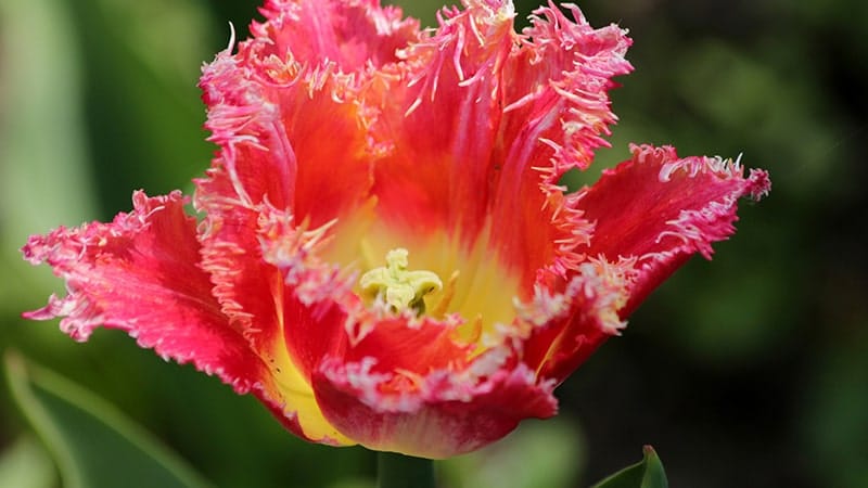 Bunga Tulip - Crystal Beauty