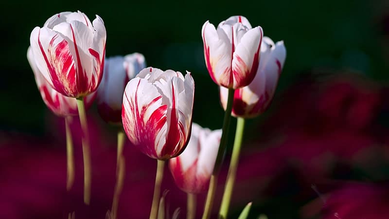 Bunga Tulip - Bizzare