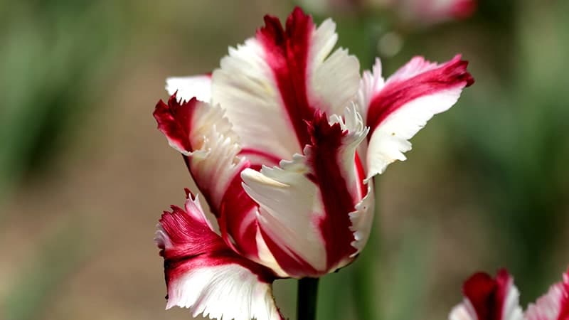 Bunga Tulip - Estella Rjinveld