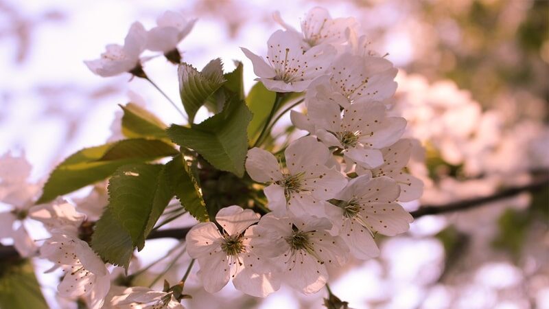 Nama Bunga Terindah di Dunia - Sakura Putih