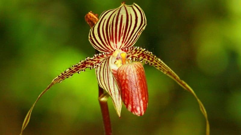 Nama Bunga Terindah di Dunia - Rothschild Orchid