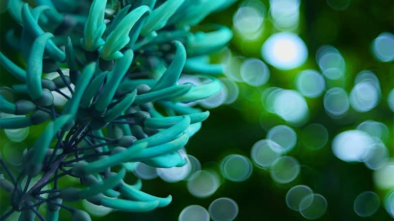Nama Bunga Terindah di Dunia - Jade Vine