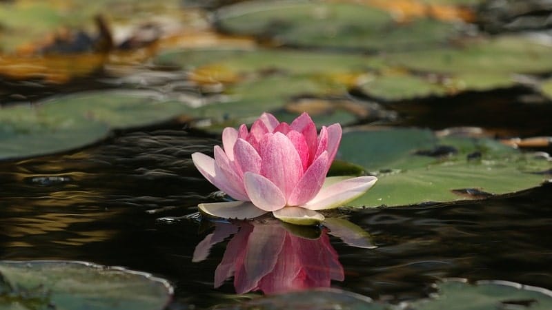 Nama Bunga Terindah di Dunia - Lotus