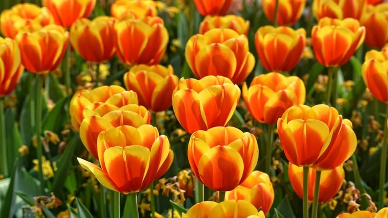 Nama Bunga Terindah di Dunia - Tulip