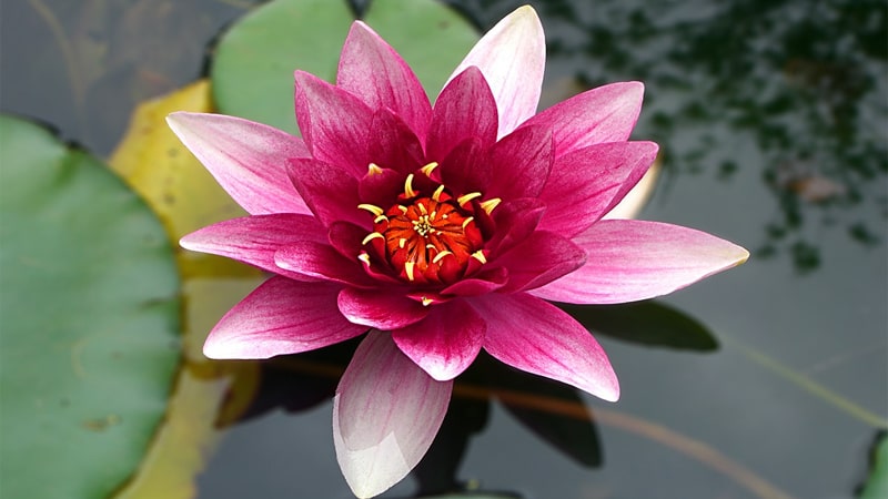 Nama Bunga Terindah di Dunia - Water Lily