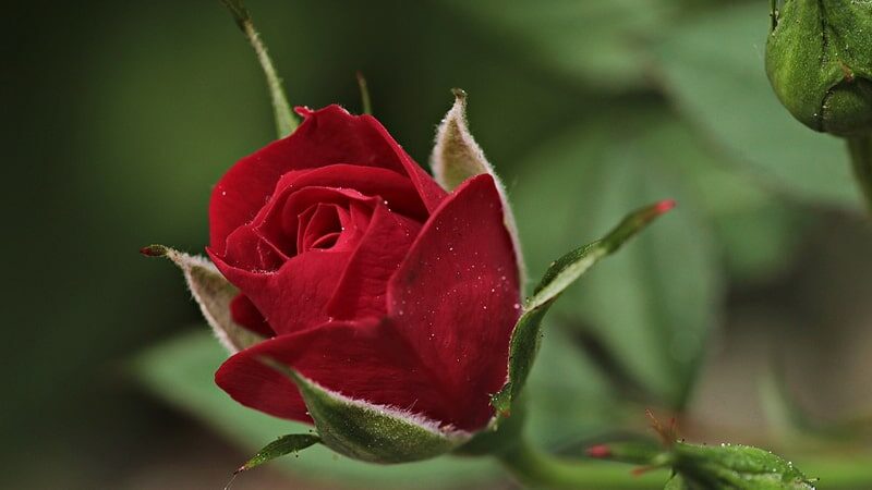Cara Merawat Bunga Mawar - Kuncup Mawar