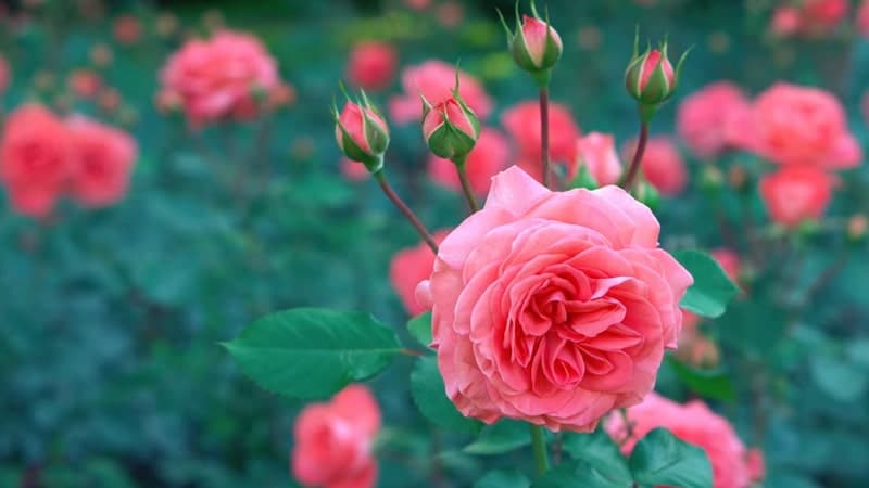 Cara Merawat Bunga Mawar - Kebun Mawar
