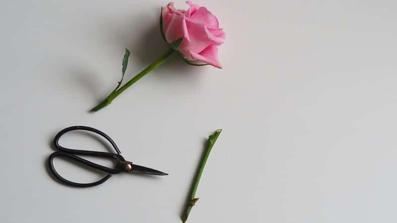 Cara Menanam Bunga Mawar - Memotong Tangkai Bunga Mawar