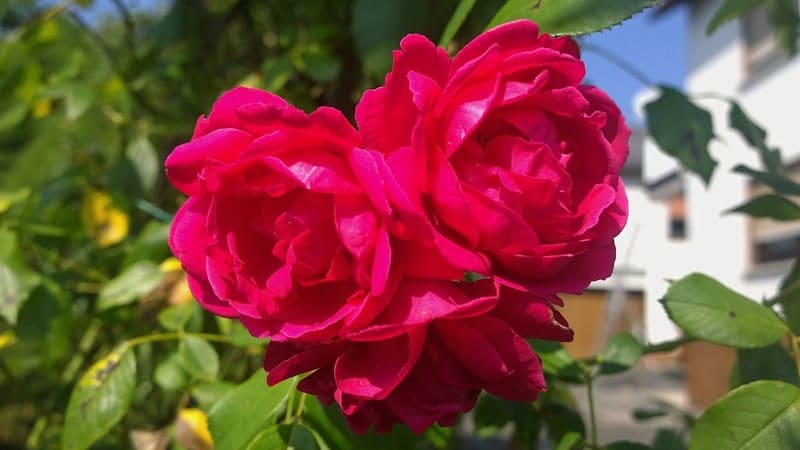  Jenis Jenis Bunga Mawar yang Wajib Kamu Ketahui KepoGaul