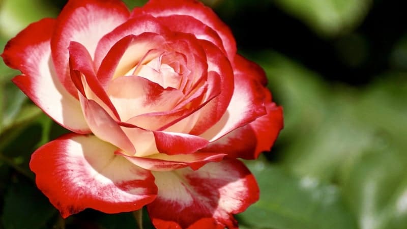 Jenis-Jenis Bunga Mawar - Mawar Double Delight