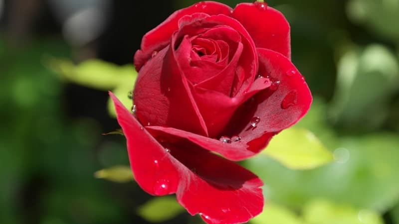 Jenis-Jenis Bunga Mawar - Mawar Putri