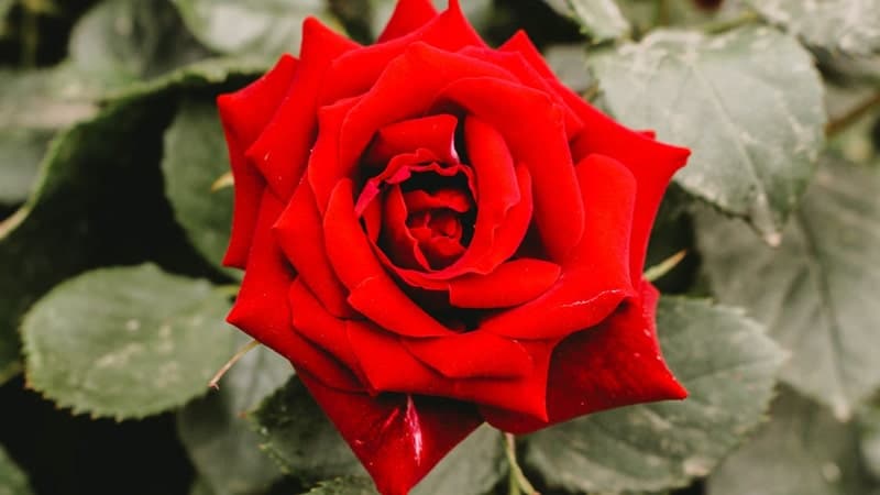 Jenis-Jenis Bunga Mawar - Mawar Megawati