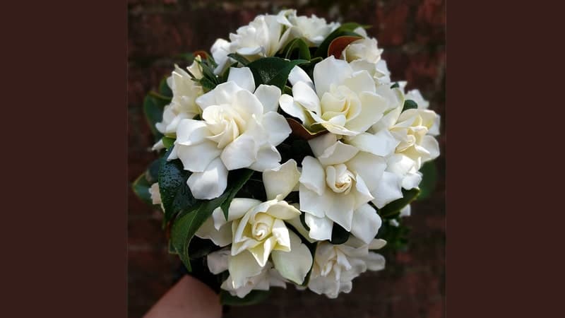 Rangkaian Bunga untuk Pacar - Gardenia Bouquet