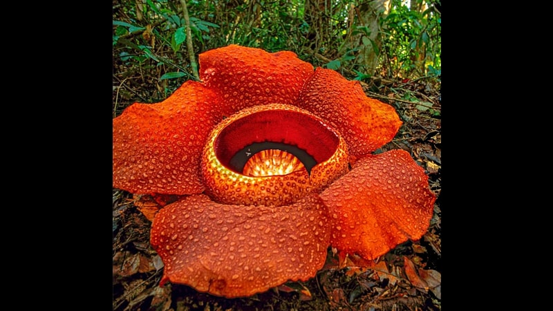Bunga Langka di Dunia - Rafflesia Arnoldii