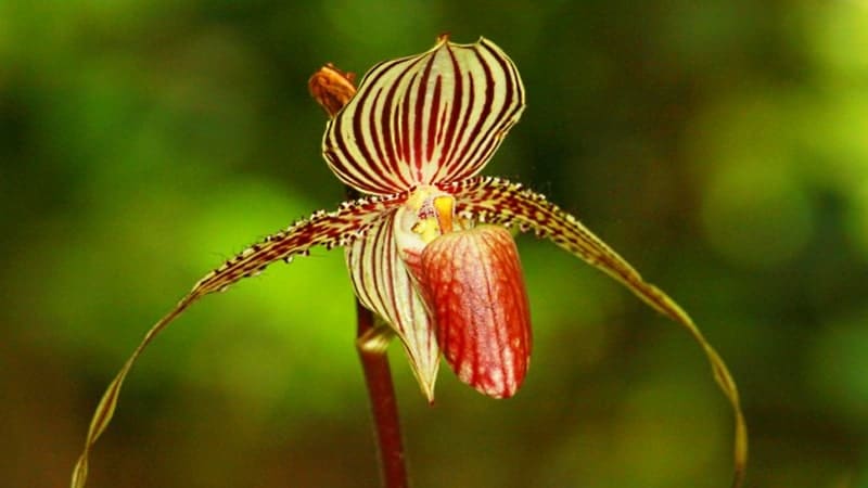 Bunga Langka di Dunia - Rothschild Orchid
